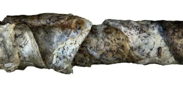 Baton Piele Rasucit Dentafun cu Peste 10 buc/75 g/12 cm 31387