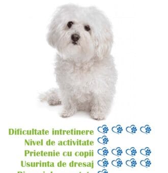 pui-rasa-bichon-bolognez-de-vanzare