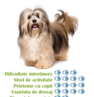 pui-rasa-bichon-havanez-de-vanzare