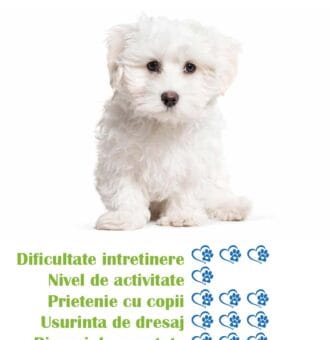 pui-rasa-bichon-maltez-de-vanzare