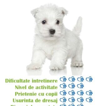 pui-rasa-westie-de-vanzare