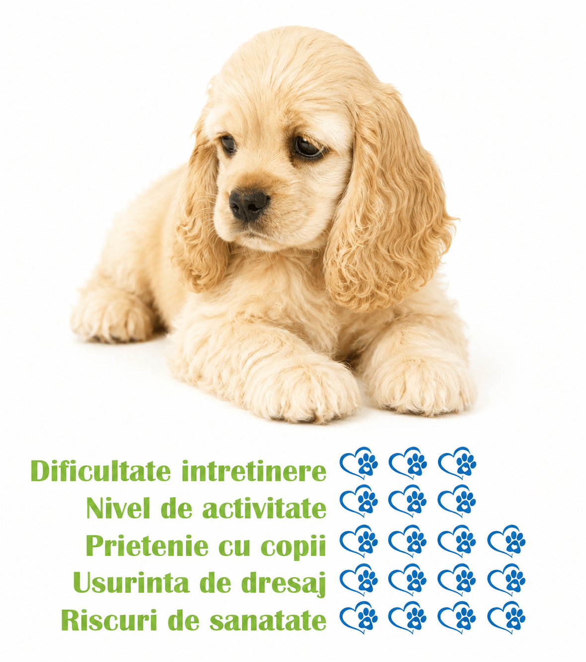 chick-cocker-american-spaniel in vendita