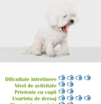 pui-rasa-bichon-frise-de-vanzare