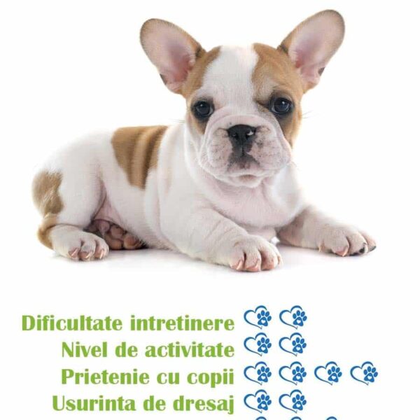 pui-rasa-bulldog-francez-de-vanzare