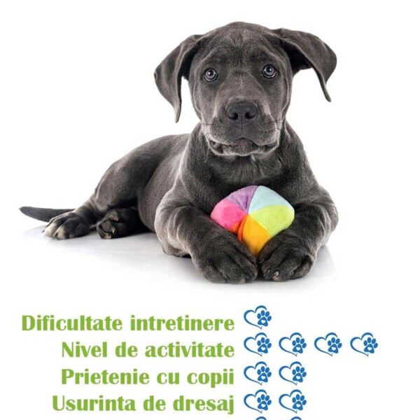 pui-rasa-cane-corso-de-vanzare