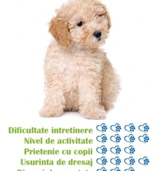 pui-rasa-caniche-toy-de-vanzare