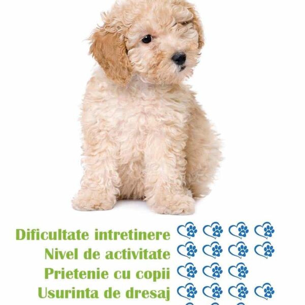 pui-rasa-caniche-toy-de-vanzare