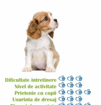 pui-rasa-cavalier-king-charles-spaniel-de-vanzare