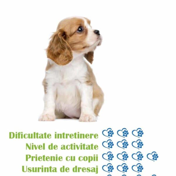 pui-rasa-cavalier-king-charles-spaniel-de-vanzare