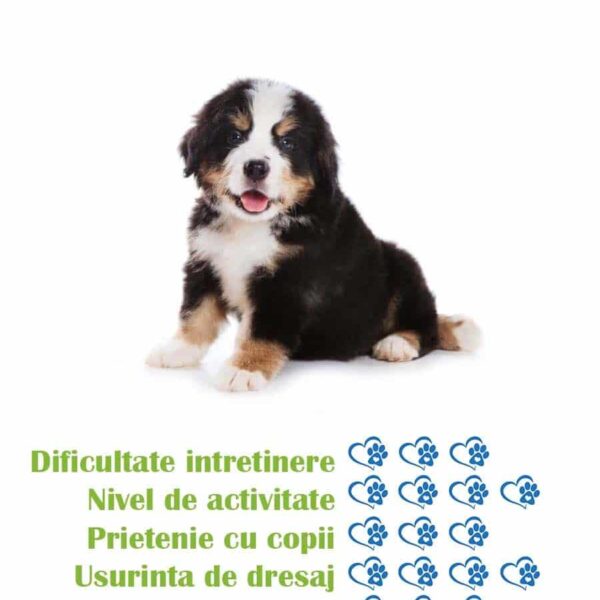 pui-rasa-ciobanesc-de-berna-de-vanzare