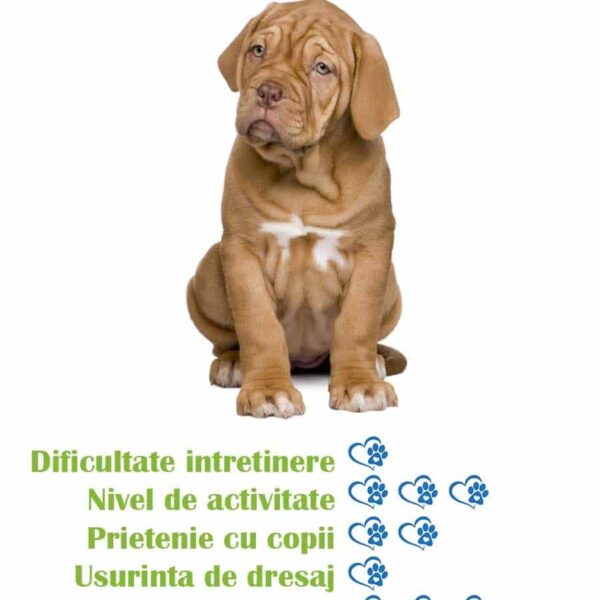 pui-rasa-dog-de-bordeaux-de-vanzare
