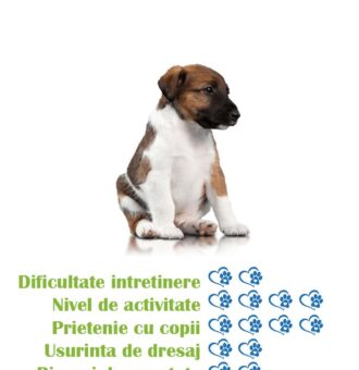 pui-rasa-fox-terrier-cu-par-neted-de-vanzare