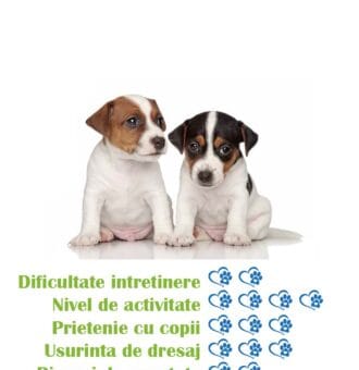 pui-rasa-jack-russel-terrier-de-vanzare
