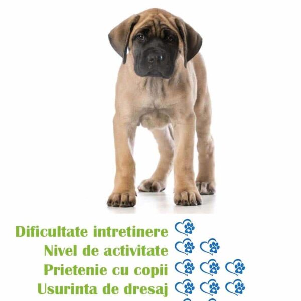 pui-rasa-mastiff-de-vanzare