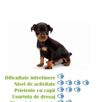 pui-rasa-pinscher-pitic-de-vanzare