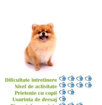 pui-rasa-pomeranian-de-vanzare