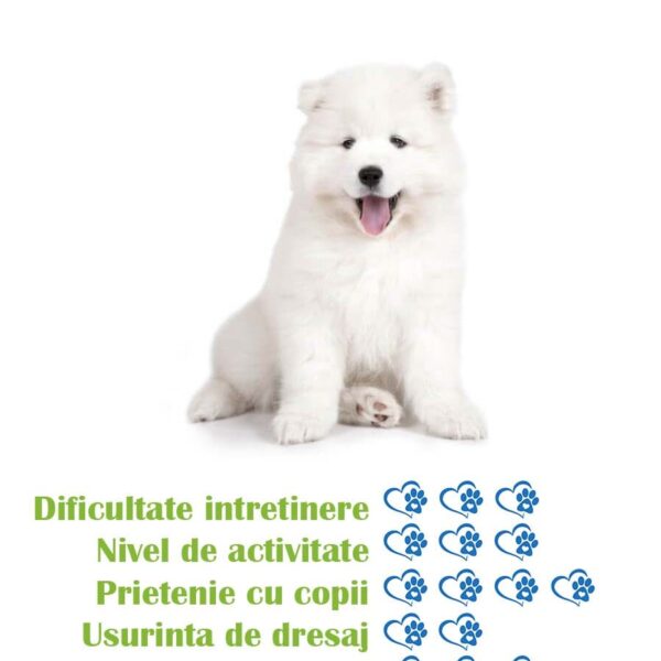 pui-rasa-samoyed-de-vanzare