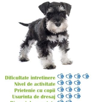 pui-rasa-schnauzer-standard-de-vanzare
