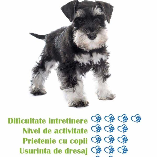 pui-rasa-schnauzer-standard-de-vanzare