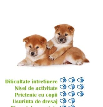 pui-rasa-shiba-inu-de-vanzare
