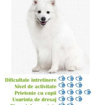 pui-rasa-spitz-pitic-alb-de-vanzare