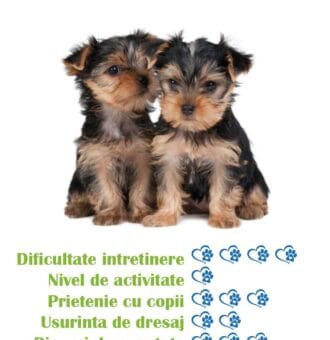 pui-rasa-yorkshire-terrier-toy-de-vanzare