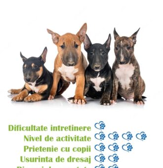 pui-rasa-bull-terrier-pitic-de-vanzare