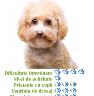 pui-rasa-maltipoo-de-vanzare