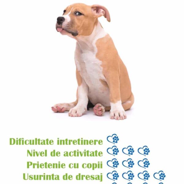 pui-rasa-amstaff-de-vanzare