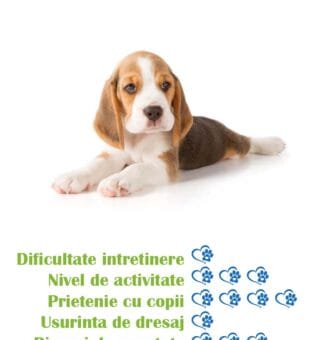 pui-rasa-beagle-de-vanzare