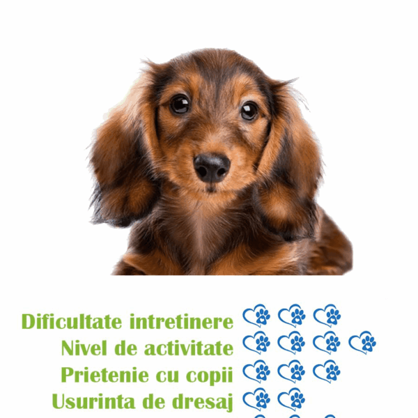 pui-rasa-teckel-par-lung-de-vanzare