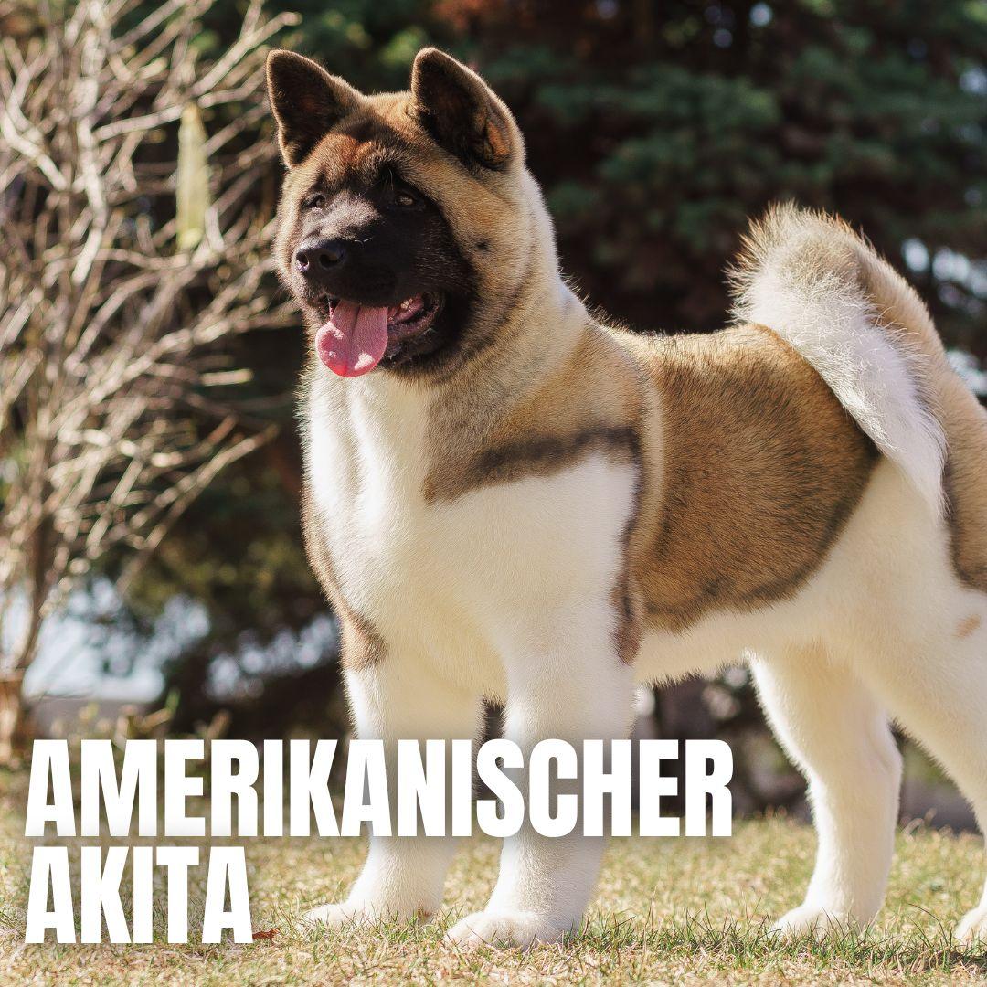 Exerciții mentale pentru stimularea cognitivă a Akita American