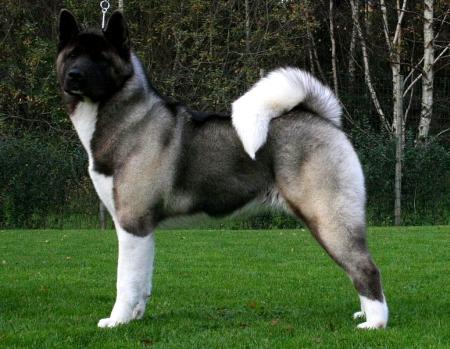 Personaje iconice cu Akita American în filmele de la Hollywood