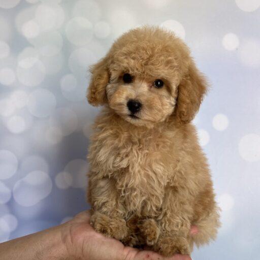 Caracteristicile unice ale rasei Caniche Toy