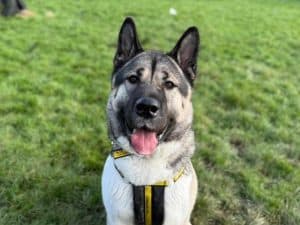 Adoptă sau cumpără un Akita American? Avantaje și dezavantaje