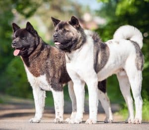 I migliori esercizi per mantenere un Akita americano sano e felice