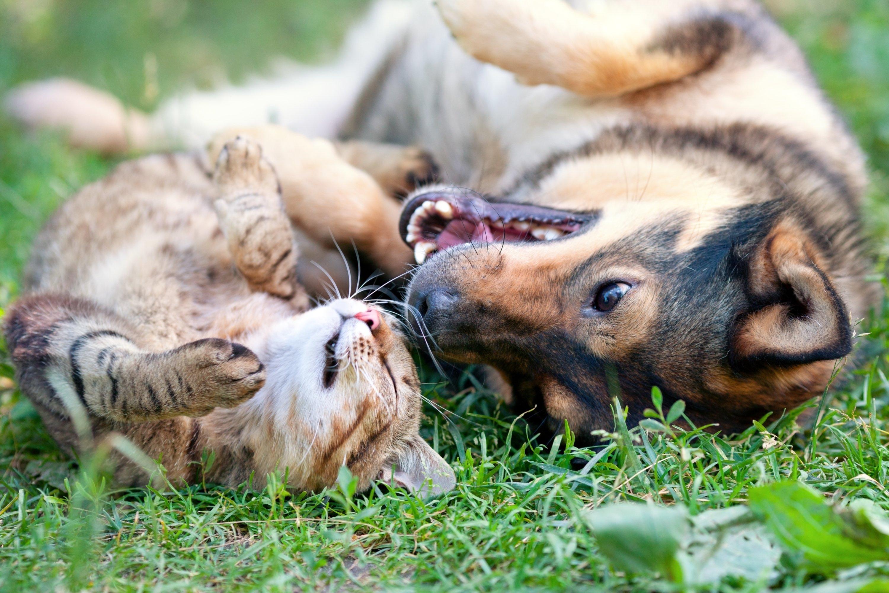 Importanța socializării și a interacțiunii în antrenamentele canine