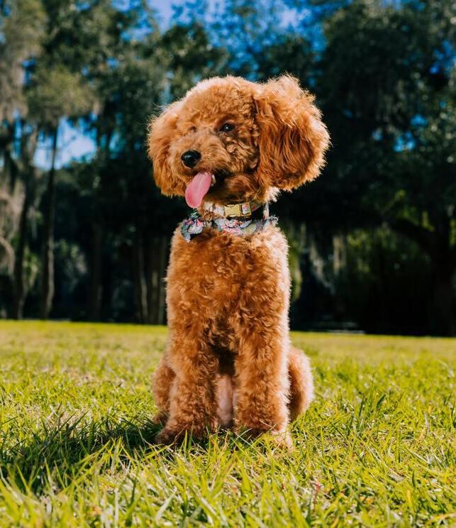 activități și antrenamente recomandate pentru Caniche Toy