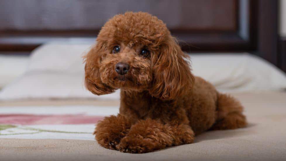Îngrijirea și întreținerea Caniche-ului Toy
