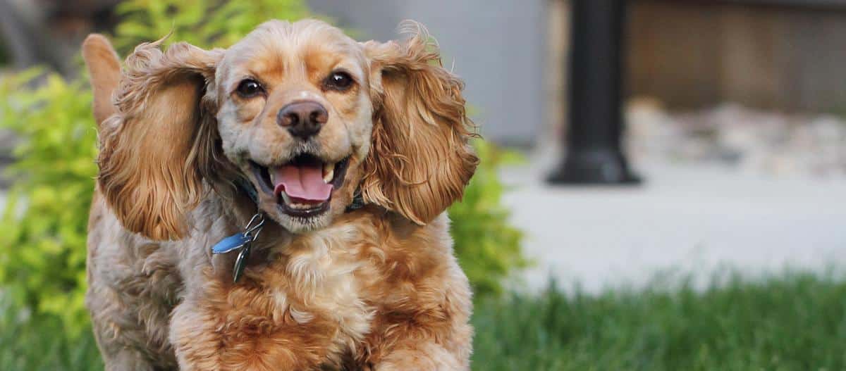 Nevoile Nutriționale ale Cocker Spaniel American: Ce Să Îi Oferi