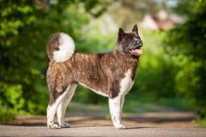 How to maintain an American Akita's optimal weight and prevent obesity