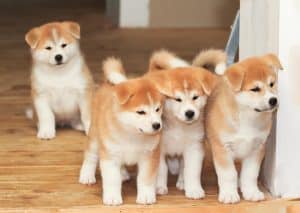 Este Akita Japonez un câine protector? Instincte de pază și apărare