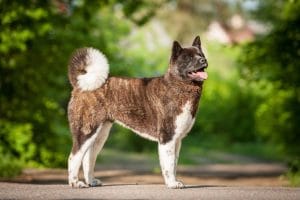 Cum se comportă un Akita American cu copiii și alte animale?