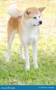 Personality of a Japanese Akita: loyal, playful or independent?