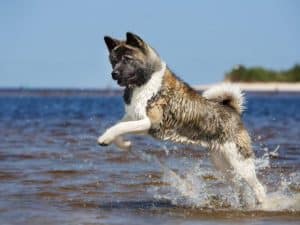 5 cose incredibili sull'Akita americano che non conoscevate