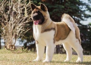 The most common mistakes in training an American Akita and how to avoid them
