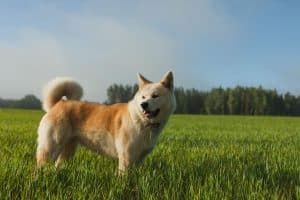 Akita Japonez este un câine ideal pentru persoanele ocupate?