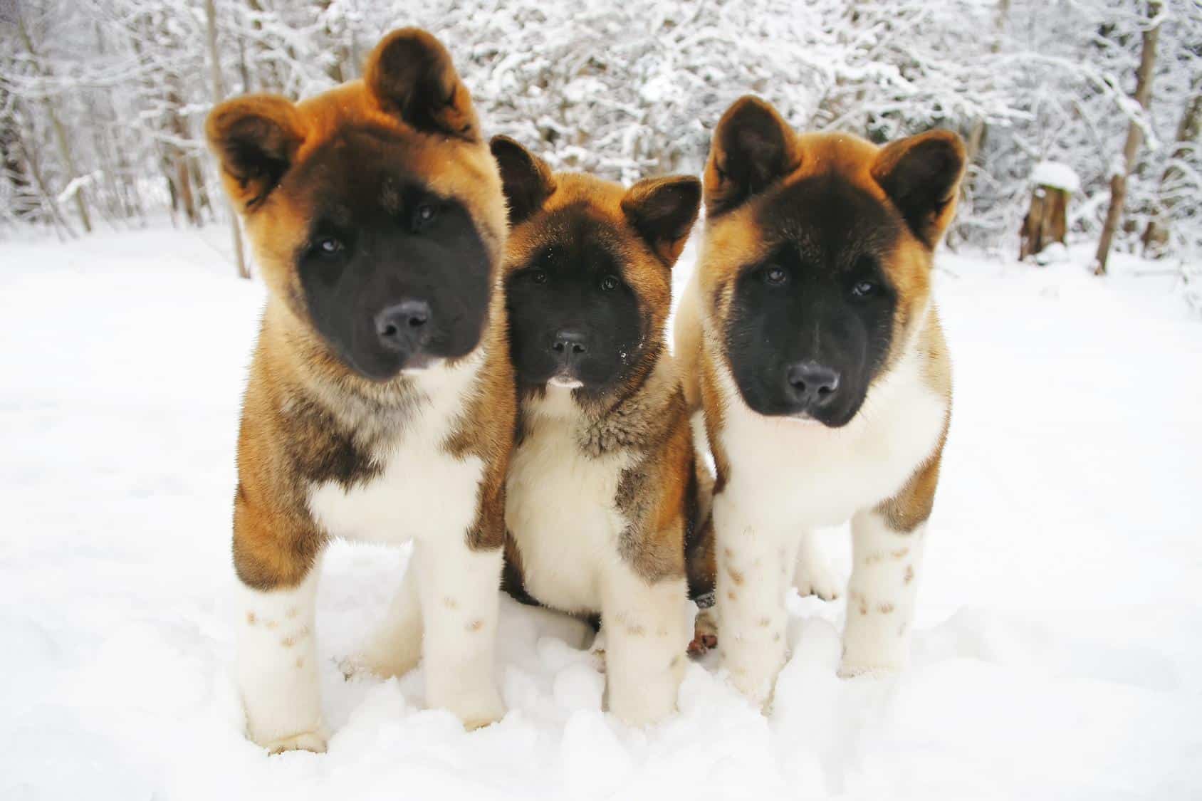 Originea și istoria fascinantă a rasei Akita American