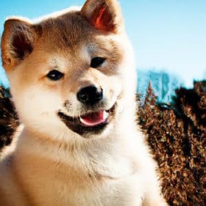 Sfaturi pentru prima săptămână cu un Akita Japonez în casă