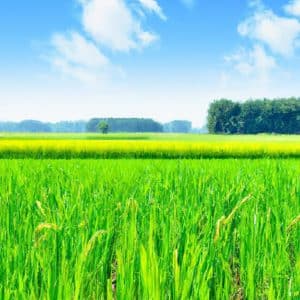 Comenzile esențiale pe care trebuie să le învețe orice Akita Japonez